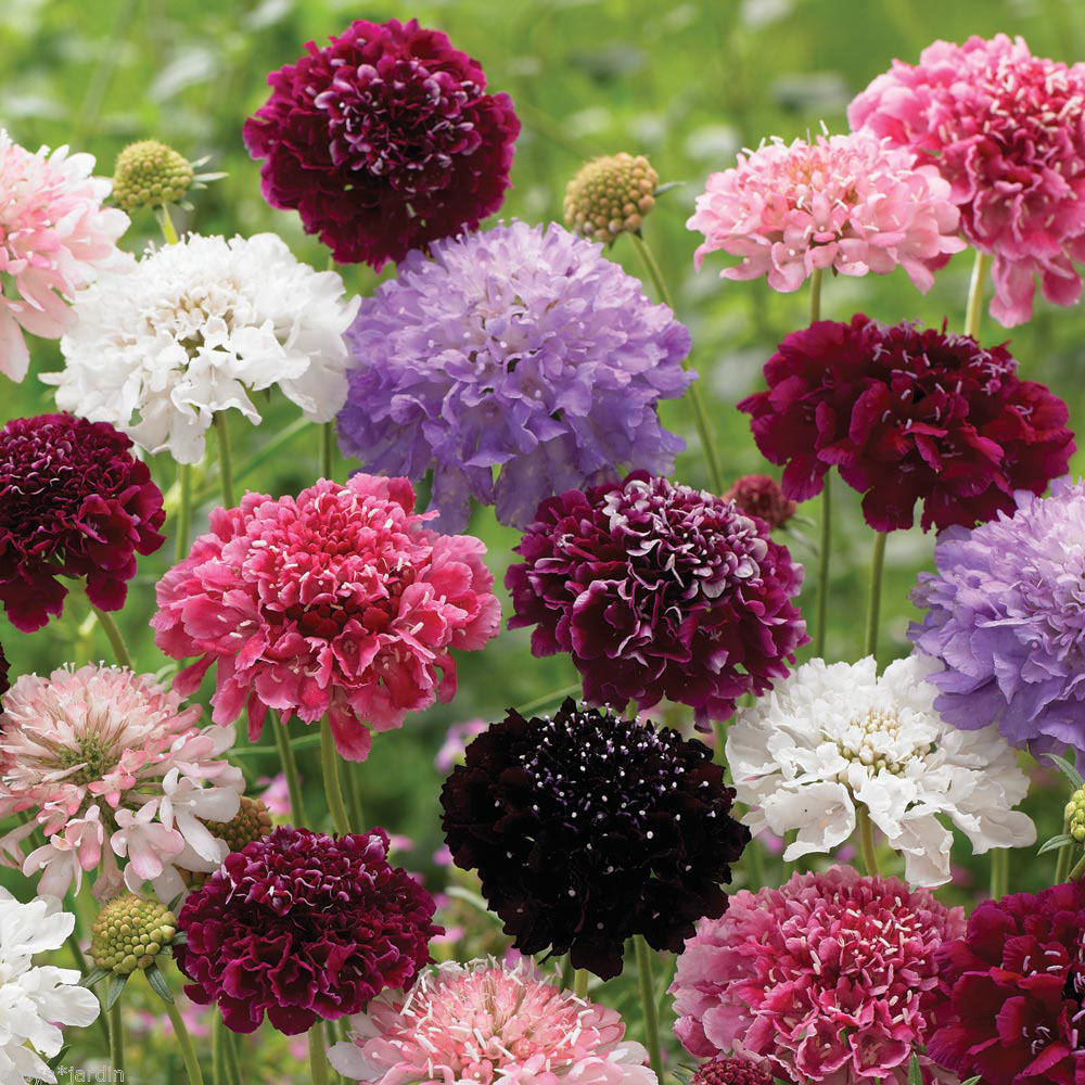 SCABIOSA DOPPIA MISCUGLIO NR.100 SEMI